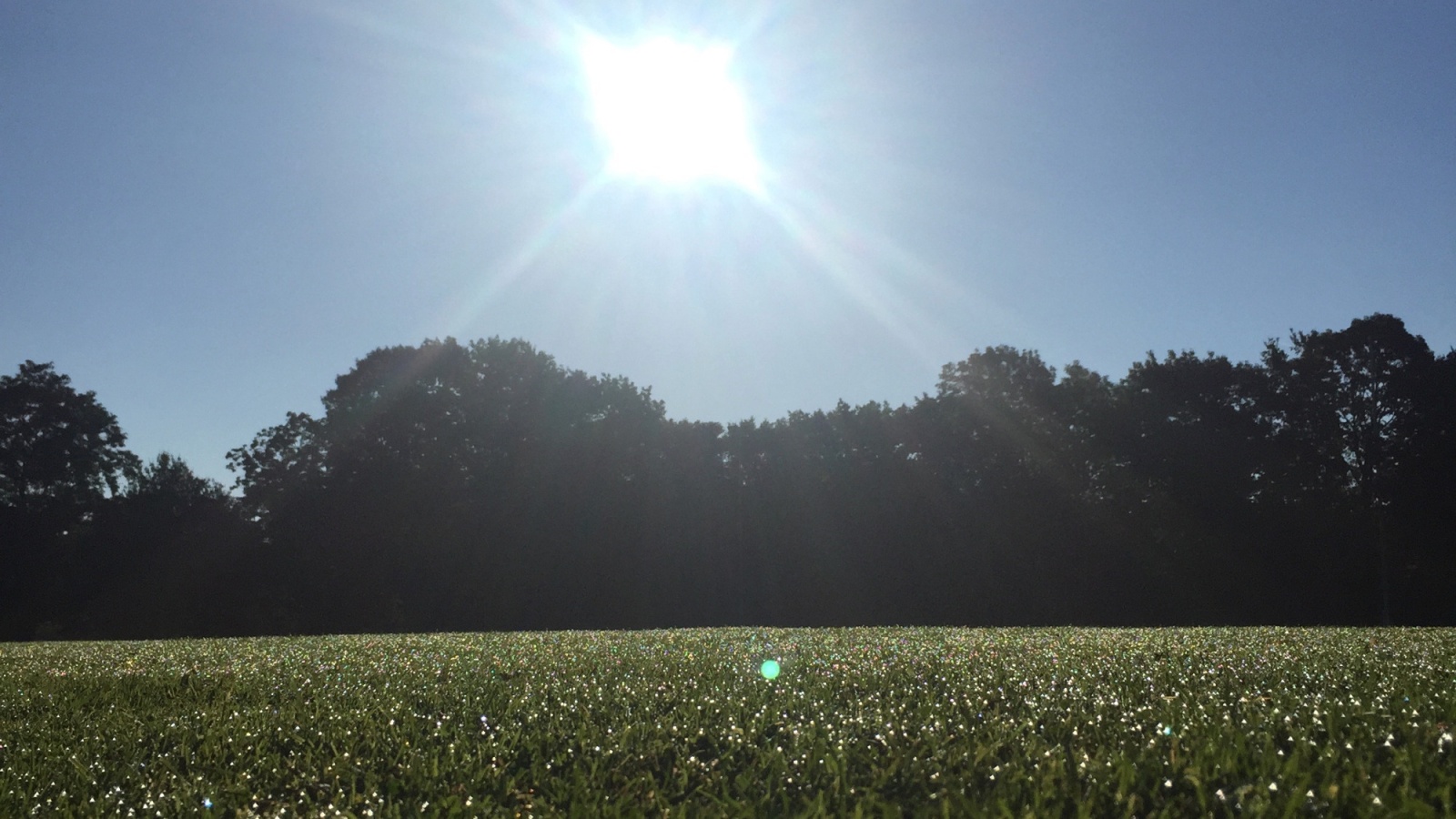 Sonnenstrahlender Himmel über einer Wiese mit vielen kleinen weißen Blüten. Im Hintergrund dunkle Baumreihe.