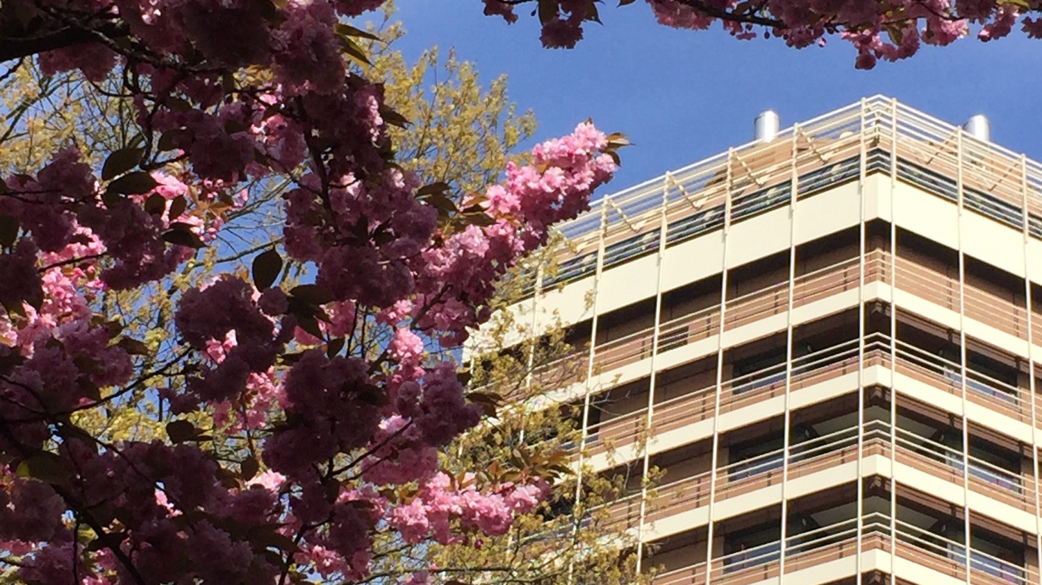 Rosablühender Baum vor hellem Hochhaus mit horizontalen Balkonen. Blauer Himmel im Hintergrund.