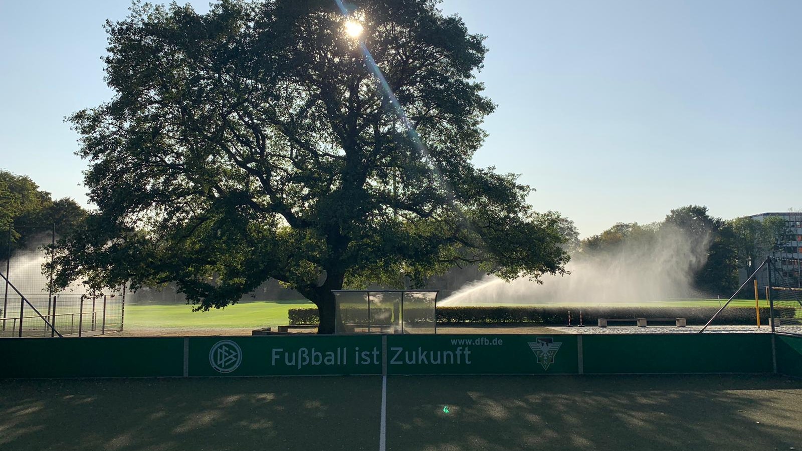 Fußballfeld mit grüner Rasenfläche. Im Hintergrund ein großer Baum, der von der Sonne beleuchtet wird. Sprinkleranlage bewässert den Platz.